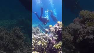 BUCEO EN EGIPTO  MAR ROJO CON BAB  BUENOS AIRES BUCEO [upl. by Itnahs]