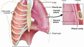 Pulmonary Edema vs Pleural Effusion [upl. by Copland956]