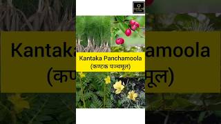 Kantaka Panchamoola कण्टक पञ्चमूल  Mishrakagana  Dravyaguna  BAMSHR [upl. by Poppas694]