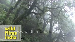 Langur sitting on tree in the misty morning [upl. by Neevan]