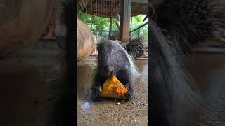 Porcupine enjoys Sweet Pumpkin [upl. by Annaeiluj]