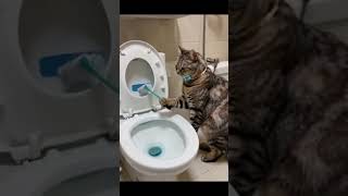 “This Cat’s Cleaning Skills Will Leave You Speechless [upl. by Fisch]