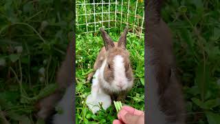 cute rabbit pets bunny animals [upl. by Yttam390]