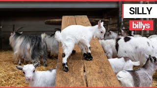 Adorable baby goats love playing on the slide in their adventure playground  SWNS TV [upl. by Epillihp]