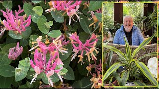 CHÈVREFEUILLE GRIMPANT LIANE À FLEURS MELLIFÈRES AU PARFUM ENCHANTEUR Le Quotidien du Jardin N°375 [upl. by Stutman542]