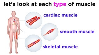 Types of Tissue Part 3 Muscle Tissue [upl. by Faubion43]