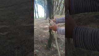 Triple Scaffold knot knot camping rope [upl. by Hsirap351]