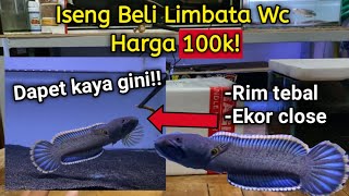 Iseng Beli Channa Limbata Wc Harga 100k Di Shopee [upl. by Milka]