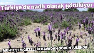 Doğal Şifa Kaynağı Karabaş Otunun Güzelliği Havadan Görüntülendi [upl. by Rosalynd]