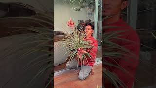 Tillandsia fasciculata [upl. by Llaccm]