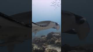 Massive manta ray glides past diver at German Channel Palau mantaray scubadiving fish [upl. by Yrekaz]