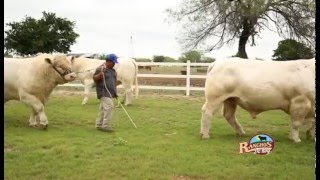 29 NOVIEMBRE 2015 Rancho Altamira Ganado Charolais [upl. by Oetomit]