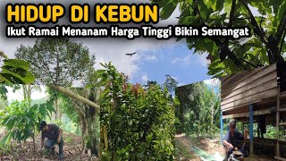 HIDUP DIKEBUN LANJUT MENANAM KAKAO DI KEBUN CENGKEH DI GUYUR HUJAN DERAS ININNAWA GARDENING [upl. by Lowenstern]