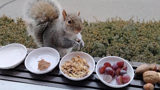 Special feast for my squirrels to celebrate National Squirrel Appreciation Day [upl. by Nibas982]