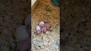 handfeed Pacific Parrotlet breeding [upl. by Juakn661]