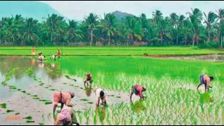 Puncha Vayal Cherayurakkana Thottam Paattu Mini Anand [upl. by Berlinda]