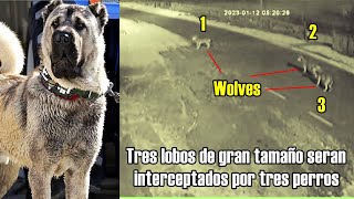 Tres lobos se encuentran con tres Perros Poderosos Igual numérica en el campo de batalla [upl. by Annid]