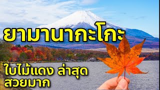 ล่าสุด ใบไม้แดง ทะเลสาบยามานากะโกะ ชมฟูจิ สุดฟิน เที่ยวญี่ปุ่น ยามานาชิ Yamanakako 紅葉 [upl. by Yroffej]