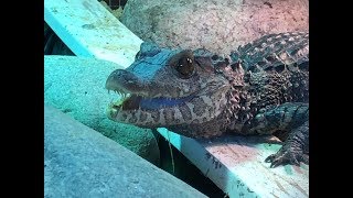 Building Dwarf Caiman Enclosure Update [upl. by Alane]