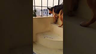 german shepherd dog barking  gsd dog barking  dog barking  puppy barking  dogs voices [upl. by Aneda]