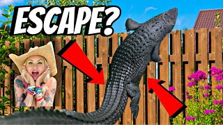 Did our GIANT Saltwater Crocodile Escape [upl. by Cazzie]