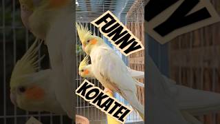 Funny kokatelbirdsterritory1 kokatel funnybird viralshort [upl. by Lammond]