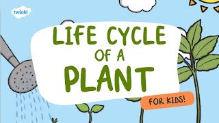 Life Cycle of a Plant for Kids  Learn Parts of a Plant 🌱  Twinkl USA [upl. by Hansiain]