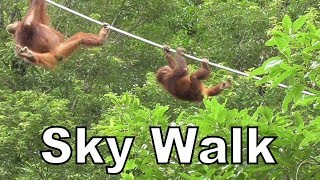 Child Orangutan API  4 Years Old  Sky Walk [upl. by Joella]