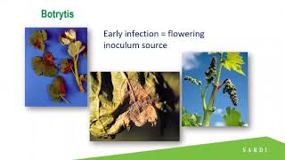 Control strategies for downy mildew and Botrytis [upl. by Eiramannod36]