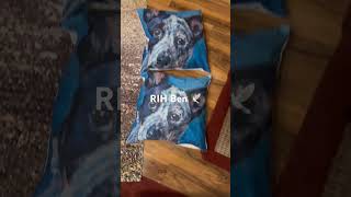 Temu Haul  Blue Heeler Custom Picture Memorial Blanket Decal Garden Flag  Pillow Covers Ben🕊️ [upl. by Eisiam85]