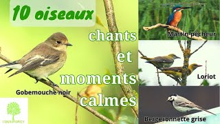 10 OISEAUX en vidéo chants moments calmes [upl. by Alol]