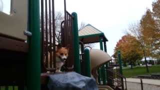 Buddy the Corgi  Twisty slide professional [upl. by Fredenburg]