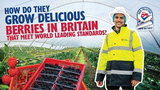 How Do They grow British berries that meet world class standards PART 1 GROWING THE BERRIES [upl. by Ardnek]