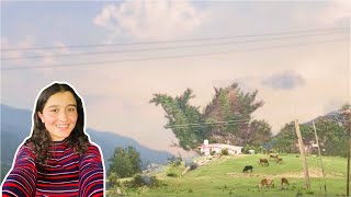 Embracing Simplicity🏔️  🐮Cattle Grazing Against the Village 🏡 Backdrop meadows ll SS46 ll [upl. by Eardnoed]