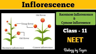 Inflorescence Racemose and Cymose Morphology of flowering plants Class 11 NEET [upl. by Liamaj]