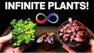 Terrarium Plant Propagation  The EASY Way [upl. by Kabob]