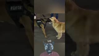 Batalla de Tira y Afloja de Perros Short Reel Viral [upl. by Oibaf]