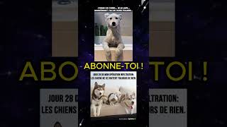 TAS RI ABONNE TOI 😂 all memes random pourtoi funny humour abonnetoi viral video shorts [upl. by Noval]