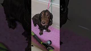 Long haired dachshund getting a haircut grooming [upl. by Iluj]