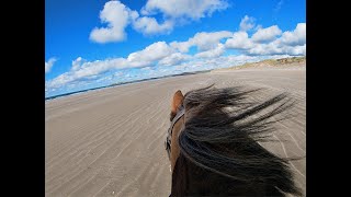 Big blustery beach has Goose a bit bedazzled😎 [upl. by Suckram67]