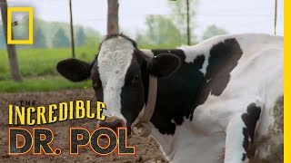 How Now Bloated Cow  The Incredible Dr Pol [upl. by Tade]