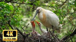 Spoonbill feeding to babies❤️❤️  Ultra HD 4K [upl. by Ruhtra]