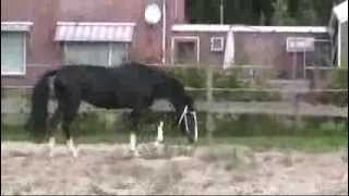 Dutch Harness Horse stallion Geronimus [upl. by Eelak485]