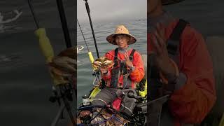 Kayak crabbing a HUGE 7 inch Dungeness crab [upl. by Kostival970]