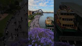 Jacarandas Blooming  Circular Quay  Sydney Australia  14th October 2023 [upl. by Santoro]