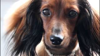 Cute Dachshund montage Daisy  Teckel à poil long  HD [upl. by Osicran]