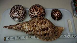 Giant Hawaiian Tiger Cowries quotMy Shell Collectionquot [upl. by Akcirehs]