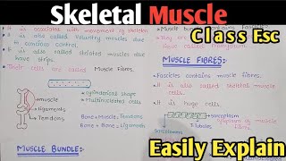 Skeletal Muscle  Ultrastructure Of Myofilament  Class 12 Biology Urdu Hindi [upl. by Notffilc]