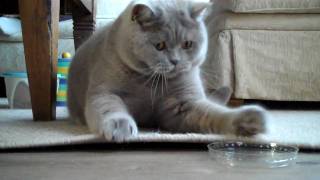 British shorthair Perry playing with cap [upl. by Feil238]