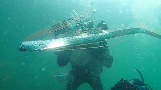 リュウグウノツカイ 2019年5月12日山口県青海島船越 oarfish 대왕산갈치 皇带鱼 Omijima Yamaguchi Japan May 12 2019 [upl. by Nilrev]